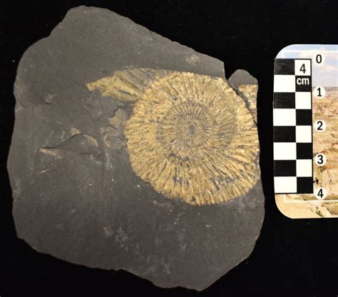 Texas Researchers Discover Fools Gold Fossils Arent What They Thought