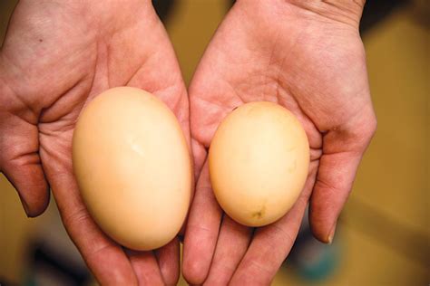 How And Why Chickens Make Double Yolk Eggs Hobby Farms