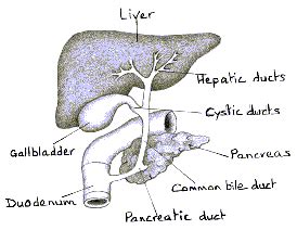 This is an online quiz called diagram of liver lobule. BOVINE LIVER EXTRACTS