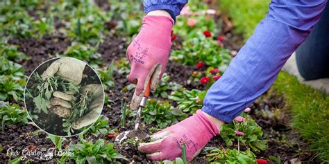 10 Effective Tips On How To Get Rid Of Weeds In Flower Beds