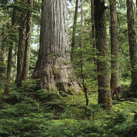 Yellow Cedar Tree In Caren Range Sechelt Peninsula British Columbia