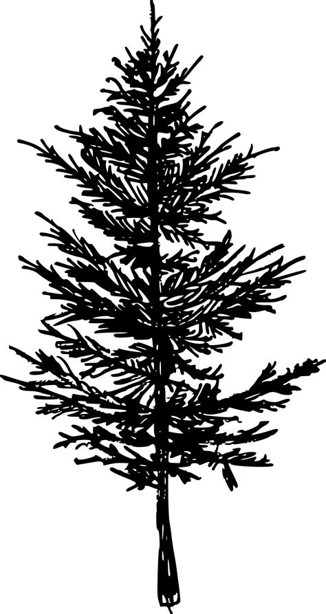 Pine Tree Drawing Transparent Background Naianecosta16