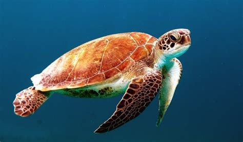Anatomy And Physical Characteristics Of The Loggerhead Sea Turtle