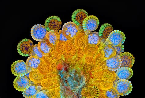 Nikon Small World Contest See The Best Microscopic Photos Time