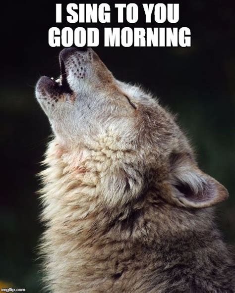 What's the meaning of the laughing wolf meme? wolf wolves Meme Generator - Imgflip | Wolf howling, Wolf ...