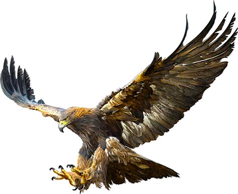 Bald Eagle Golden Eagle Flight Drawing Eagle Png Download 16001309