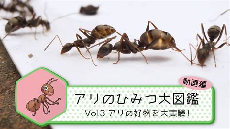 Vol 3 アリの好物を大実験アリのひみつ大図鑑BS11 YouTube