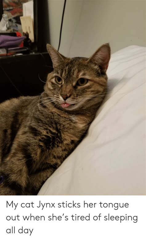 My Cat Jynx Sticks Her Tongue Out When Shes Tired Of Sleeping All Day