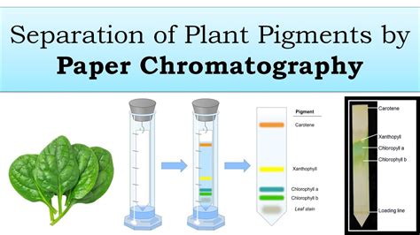 Separation Of Plant Pigments By Paper Chromatography Youtube