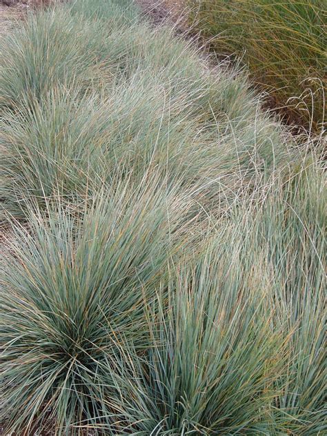 Lovegrass Farm Helictotrichon Sempervirens Blue Oat Grass At