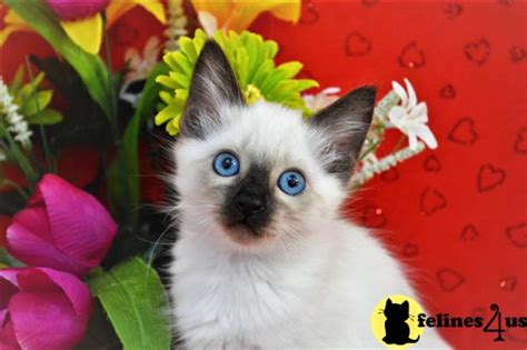 Balinese Kitten For Sale Yellow Girl Rare Tibetan Female Low
