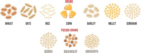 What Is A Grain Food Grain Foods Foundation