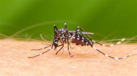 ¿qué Atrae A Los Mosquitos Razones Por Las Que Pican Sólo A Algunos