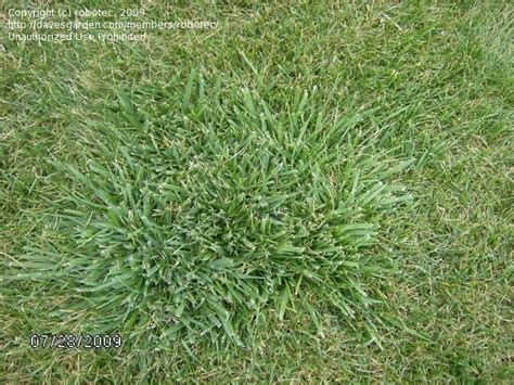 Beginner Gardening How To Get Rid Of Fescue K 31 1 By Robotec