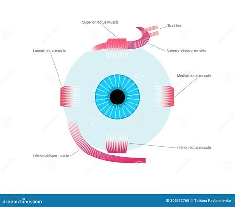 Eye And Extraocular Muscles Illustrations Image