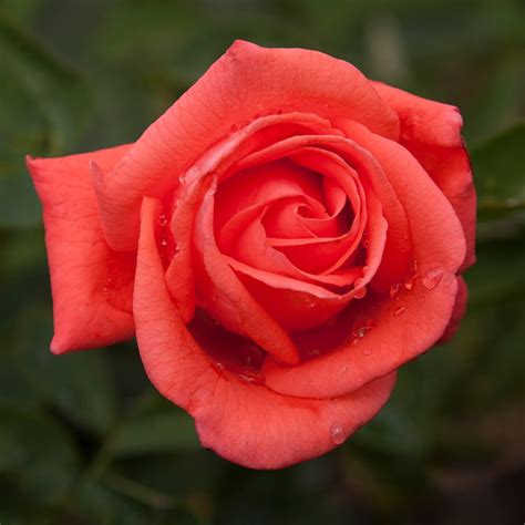 Heirloom Roses Tropicana Hybrid Tea Rose Bush Exceptionally