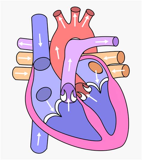 Human Biology Laboratory Circulation Diagram Of The Heart Free