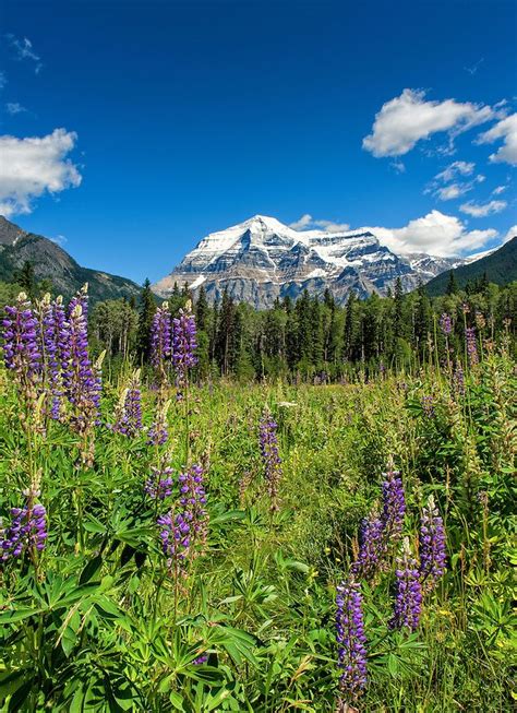 Wild Lupines With Mount Robson In The Background Beautiful Landscapes
