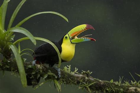 Keel Billed Toucan Perched On Branch Alajuela Costa Rica