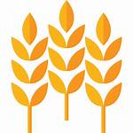 Wheat Icons Icon Prebiotic Fiber Whole Grains