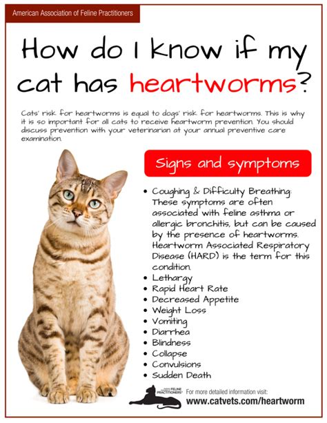 Heartworm Disease Cornerstone Animal Hospital