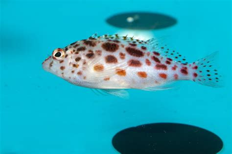 Pixy Or Spotted Hawkfish In Aquarium Stock Photo Image Of Pixy