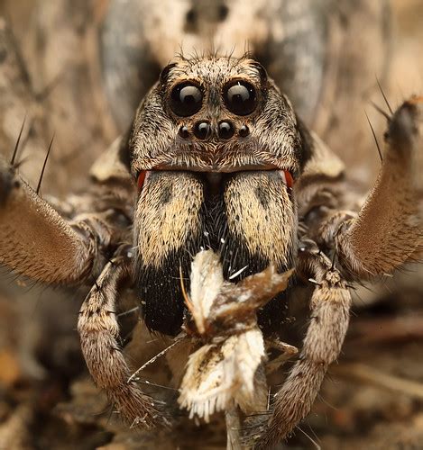 Wolf Spider Tasmanicosa Sp Strangways Vic Patrickkavanagh Flickr