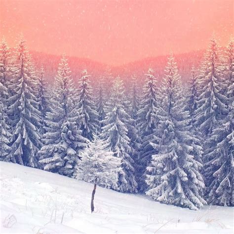 Landscape Snow Trees 5k Ipad Wallpapers Free Download