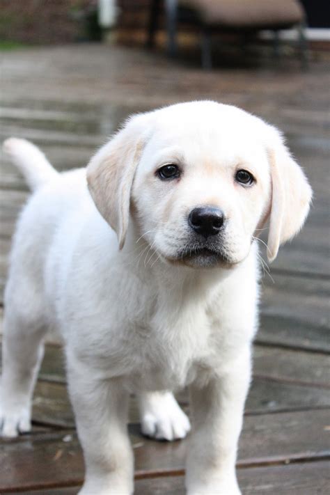 ~meet Oakley~ Cute Lab Puppies Lab Puppies Cute Dogs And Puppies