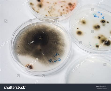 Filamentous Fungi Growth On Agar Medium Stock Photo 544849621