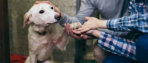 Some dogs with sensitive stomachs, food allergies, or other gastrointestinal diseases may need an even longer transition period. 5 Ways You Can Help Animals in Need During COVID-19 ...