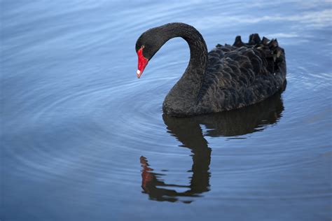 What Are Lessons For Leaders From This Black Swan Crisis HBS Working Knowledge