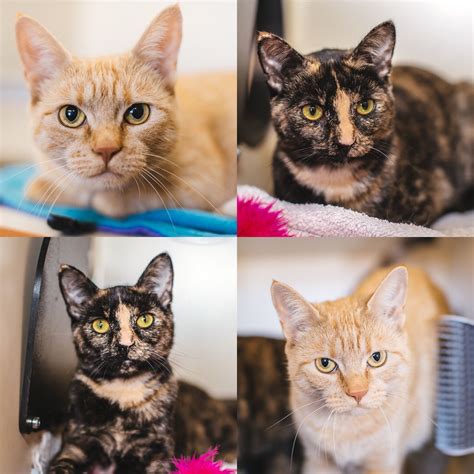 Saki & Ukee | Pawsitive Match Rescue Foundation – Calgary Based Dog and