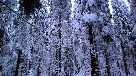 Finnish Winter Forest At Puijo Kuopio Finland Youtube