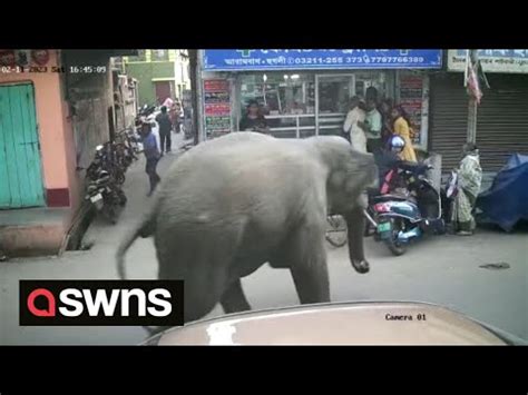 Imagens Mostram Momento Em Que Elefante Invade Loja Na Ndia