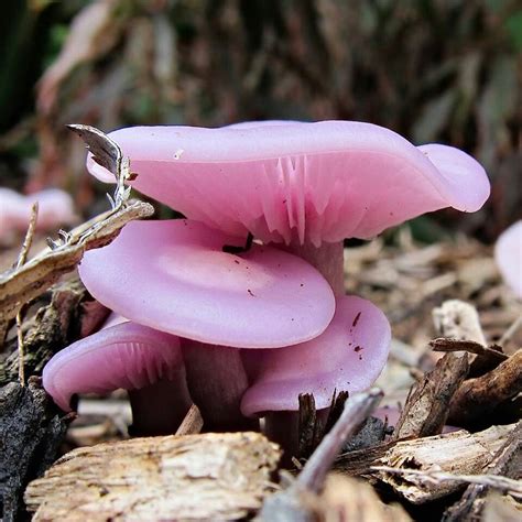 Pink Mushroom Nature At Its Best Pinterest Mushrooms
