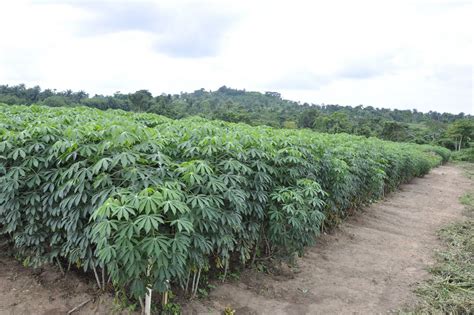 Scientists Identified Genetic Markers For Resistance To Cassava Diseases