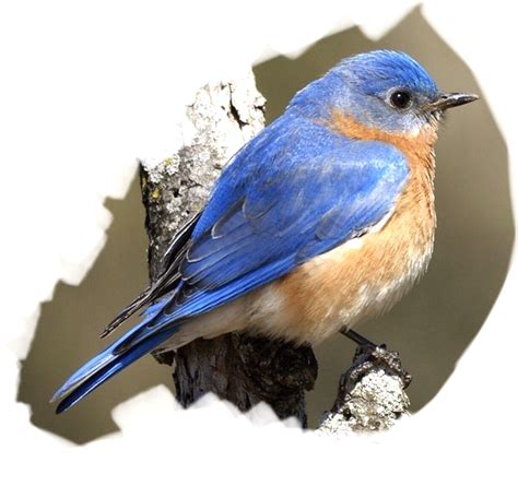 Pin By Ruth Josephson On Art Bluebirds Blue Bird Art Painting
