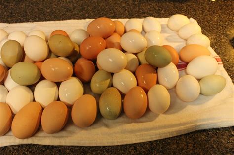 Egg Colors And Chicken Breeds Simple Life In The Country