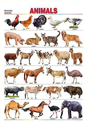 Wild Animals Meaning In Tamil Animals Picture Animal Wallpaper