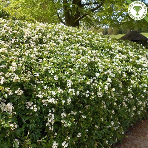 About this plant without the spectacular and aromatic blooms, mexican orange, or mock orange, would still be an attractive shrub with of its deep, glossy green leaves and manageable form. Mexican Orange Blossom Hedge Plants - Green | Garden ...