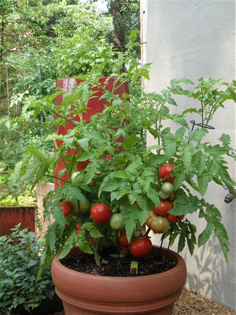 Growing Tomatoes In Pots Growing Tomatoes Growing Tomatoes In