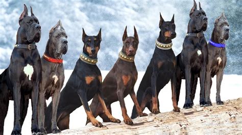 These Are 10 Most Majestic Dog Breeds Youtube