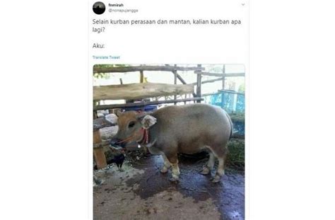 Tak terlalu serius, hashtag berisi ucapan selamat hari raya idul adha dan juga deretan meme serta cuitan kocak menyambut hari kurban ini. 10 Meme Kocak Sambut Idul Adha 2019 , Gokil dan Bikin ...
