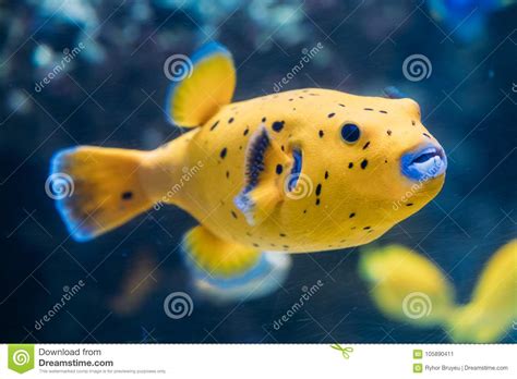 Yellow Blackspotted Puffer Or Dog Faced Puffer Fish Arothron