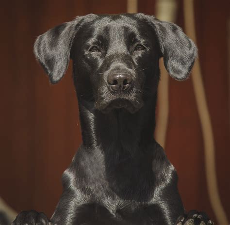 Free Images Puppy Black Dogs Animals Vertebrate Labrador