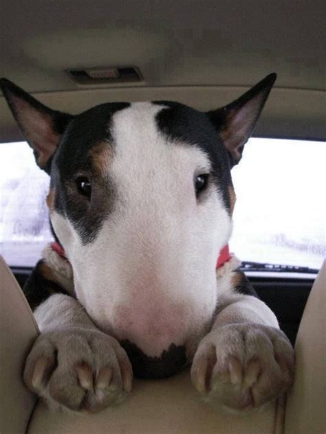 10 Best Bull Terrier Names