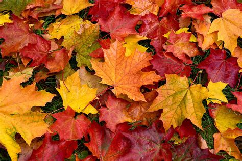 Herbstlaub Im Garten 5 Tolle Tipps And Anwendungen Plantura