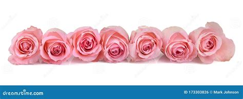 Pink Roses Banner Isolated On White Background Stock Photo Image Of