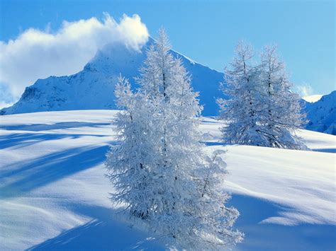 Download Snow Tree Mountain Nature Winter Hd Wallpaper